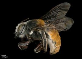   Megachile bicolor  female lateral habitus, photo: Colleen Meidt 
